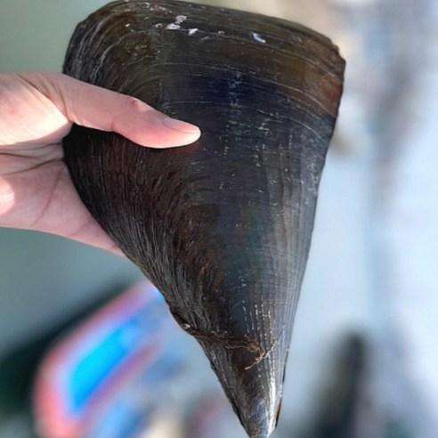 영롱한수산 (산지직송) 자연산 제철 생물 키조개 소 1마리, 1개, 키조개 (소) 1마리