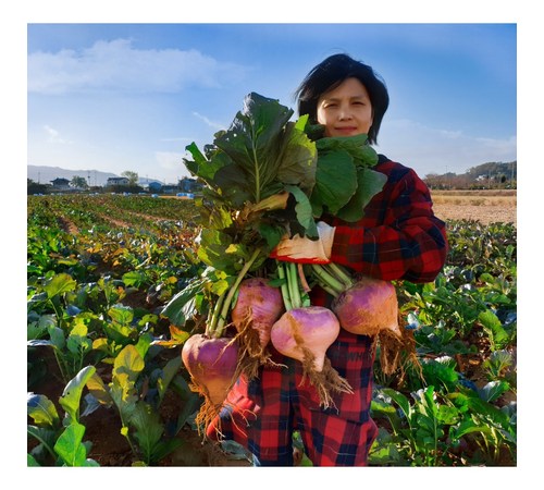 강화도 순무우의 건강 효능