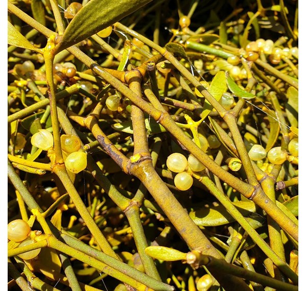 지리산이태: 깊은 산의 정취와 현대의 편안함을 담은 완벽한 휴식, 당신의 선택은?  (지리산이태 숙소 후기, 가격, 예약 정보 총정리)