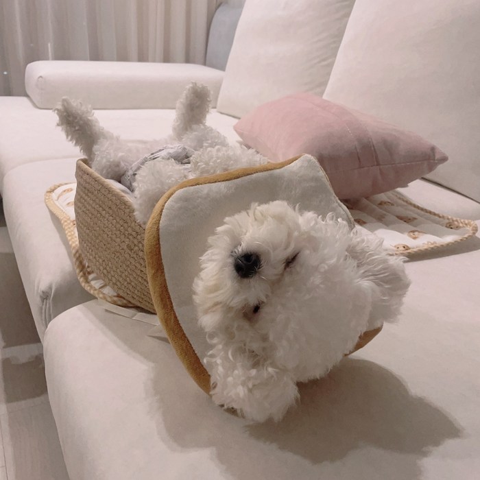 AUMSE 어뮤즈 반려동물 강아지 고양이 부드러운 식빵 넥카라 보호대