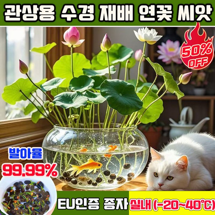 5050100100 연꽃 씨앗 관상용 수경 재배 연꽃 씨앗 수련 연꽃 씨앗 미니수련 연꽃 씨앗 수경재배 미니 연꽃 씨앗 사계절 꽃핀다 수경식물 실내식물