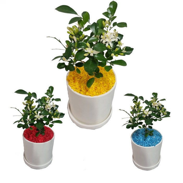 트리앤 빈티지 화이트화분   향이좋은오렌지자스민 꽃x 가벼운화분 공기정화식물 미세먼지제거 칼라스톤