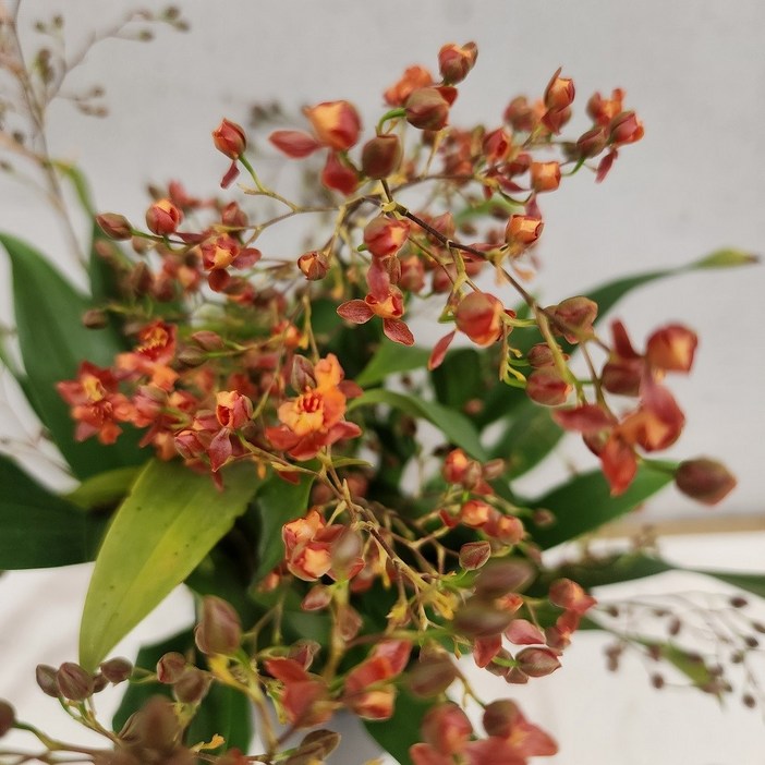 부자농원 꽃진 환타지아 레드 엘로우투톤  꽃진상품세일