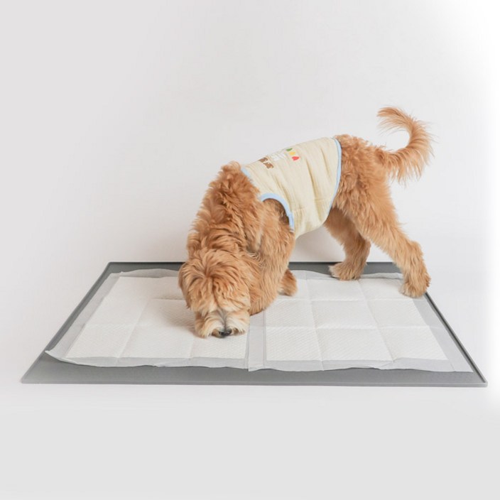 딩동펫 강아지 논슬립 실리콘 배변매트 대형, 혼합색상, 1개