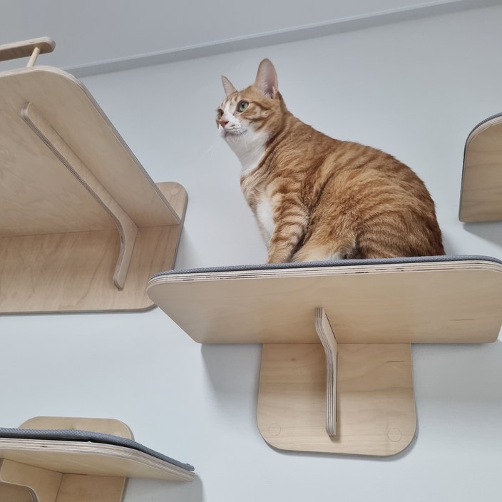 고양이 벽 사각 캣워커 와이드  원목 고양이 캣타워  폴 선반 구름다리 놀이터