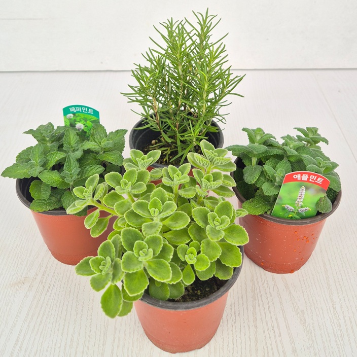 아비가든 향기나는 애플민트  허브 교차모음., 4개, 애플민트페퍼민트장미허브로즈마리