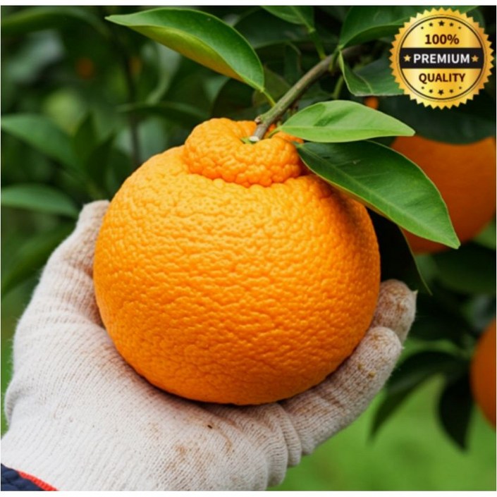 100 환불보장 고당도 프리미엄 한라봉 제주도직송