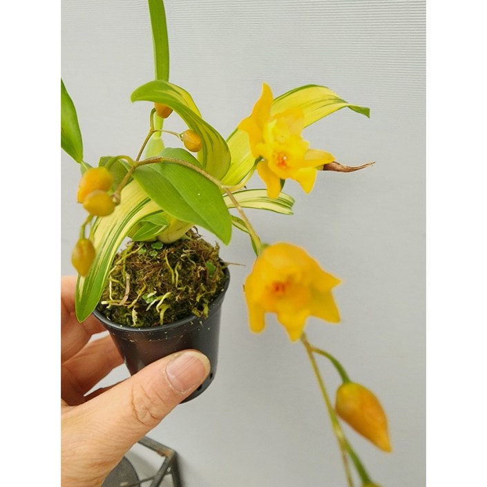 [어썸플라워] 무늬 환타지아 무늬 상신골드 미니