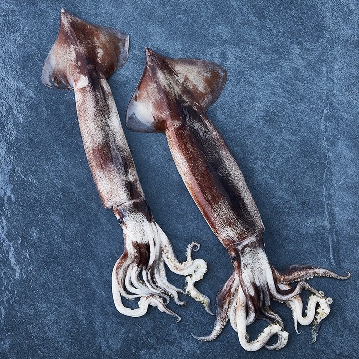 로켓프레시 부산 13번 중매인 산지직송 채낚기로 잡은 생물 오징어 냉장