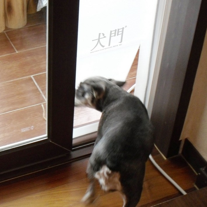 요기펫 베란다용 반려동물 견문
