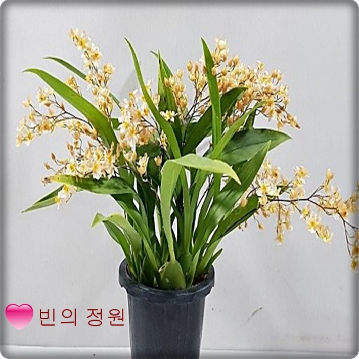 환타지아  온시디움 서양란 매력적인향기 12센티화분 난화분선물