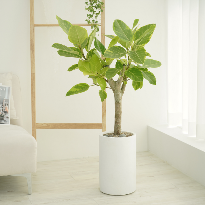 농원청년 돈나무 금전수 인테리어 공기정화식물 개업화분 집들이 승진 선물 사무실 이전 개원 병원 식당 개업식 축하화분배달, 1개, 3.중형 뱅갈고무나무