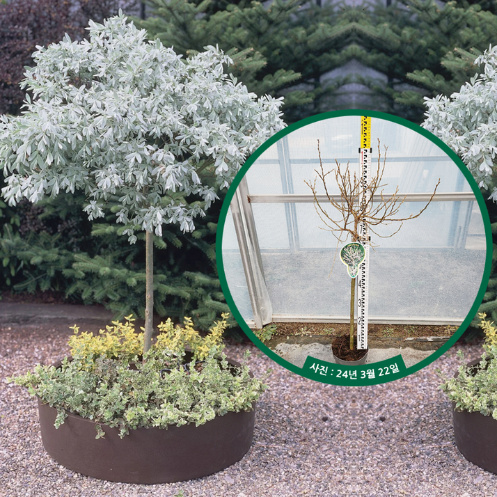 셀릭스 헬베티카 H0.6m접목  은엽셀릭스 노지월동 올리브버들 스위스버드나무 은청잎