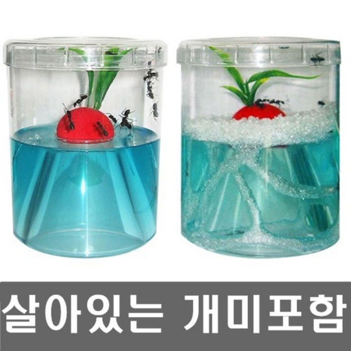 개미집워크북 살아있는 개미포함개미키우기 세트앤트빌곤충키우기