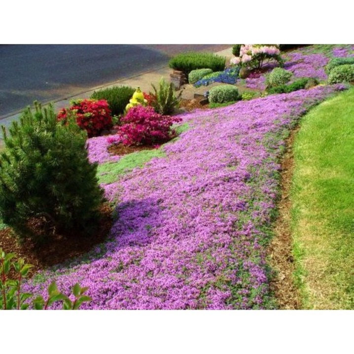 노지월동 잔디대체 지피식물 포복성백리향 매직카펫 대포장 씨앗