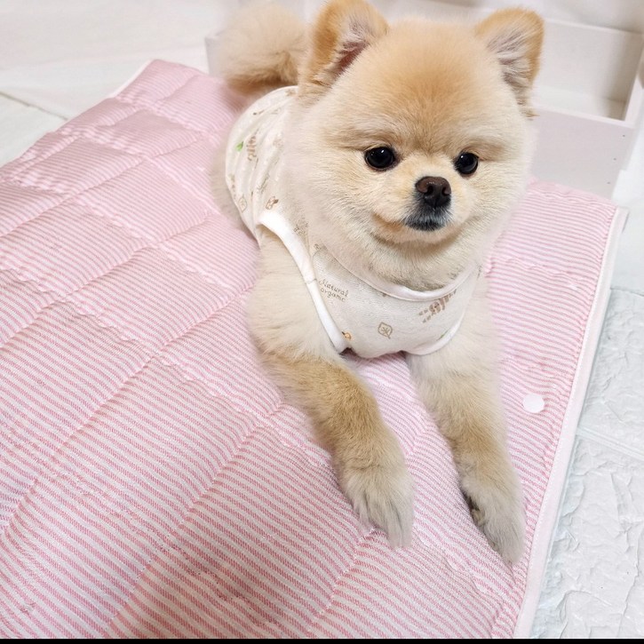 해피앤퍼피 강아지쿨매트 원터치 세탁방석, 1개