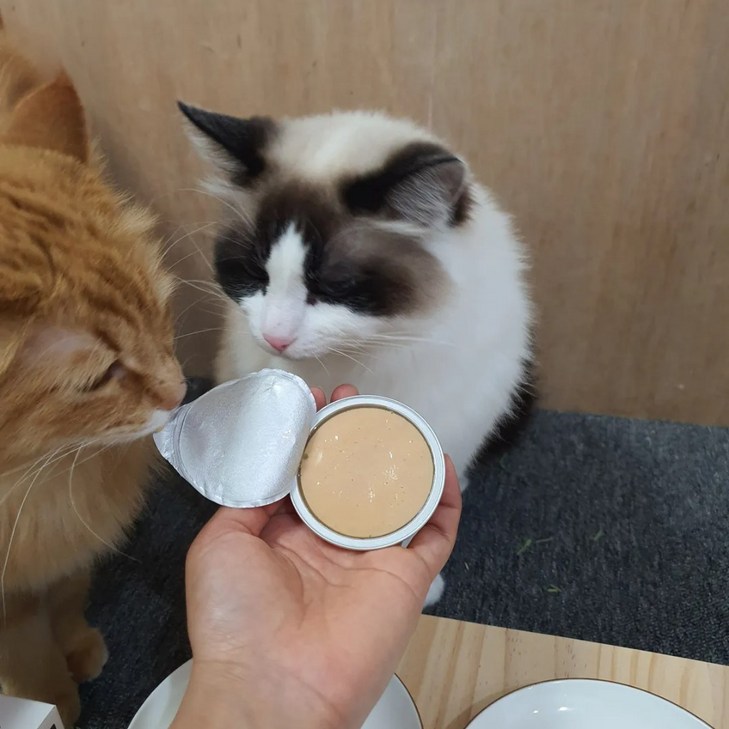 베러펫 레날 고양이캔 습식사료, 12개, 30g, 연어 베러펫 레날 고양이캔 습식사료, 12개, 30g, 연어